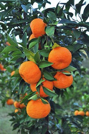 Tangerine Tangerine Tree, Citrus Garden, Tattoo Plant, Fruit Photography, Citrus Trees, Beautiful Fruits, Growing Fruit, Orange Tree, Fruit Plants