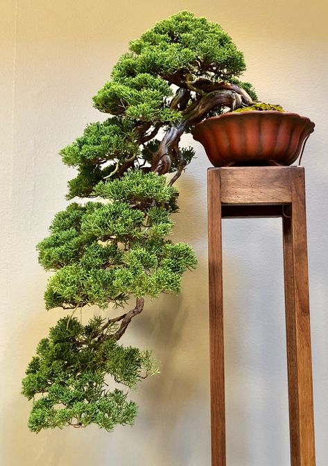 Cascading Bonsai, Cascade Bonsai, Hobbit Garden, Buy Bonsai Tree, Bonsai Fruit Tree, Beautiful Bonsai, Bonsai Techniques, Juniper Bonsai, Bonsai Styles