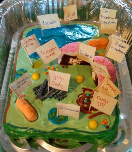 Science Project: the edible plant cell cake Plant Cell Cake Model, 3d Animal Cell Project, Plant Cell Cake, 3d Plant Cell, Edible Cell Project, Cell Cake, 3d Animal Cell, Plant Cell Project, Edible Cell