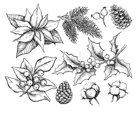 Christmas traditional plans. Vector drawing illustration of hol. Ly, mistletoe, poinsettia, pine cone, cotton, fir tree . Engraved xmas decoration element. Great #AD , #Sponsored, #SPONSORED, #hol, #poinsettia, #mistletoe, #illustration Tradition Christmas, Christmas Traditional, Christmas Plants, Plan Drawing, Plant Drawing, Fir Tree, Christmas Flowers, Christmas Drawing, Vector Drawing