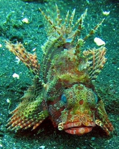 ANONYMOUS ALPHA on Instagram: "Beautiful Fish" Life Abundantly, Deep Sea Fish, Life Under The Sea, Deep Sea Creatures, Beautiful Sea Creatures, Water Animals, Marine Fish, Ocean Fishing, Underwater Creatures