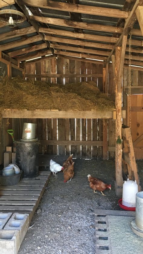 Chickens In Winter, Cracked Chicken, Lavender Chicken, Spirit Walker, Chicken Houses, Chicken Roost, Chicken Flock, Chickens In The Winter, Chicken Care