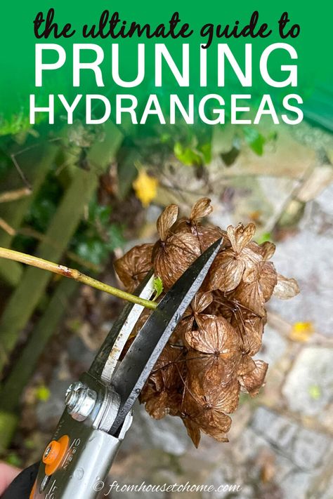 Pruning Hydrangeas (The Ultimate Guide) | Gardens Hydrangea Plant Care, Prune Hydrangeas, When To Prune Hydrangeas, Pruning Hydrangeas, Hydrangea Petiolaris, Hydrangea Landscaping, Big Leaf Hydrangea, Types Of Hydrangeas, Smooth Hydrangea