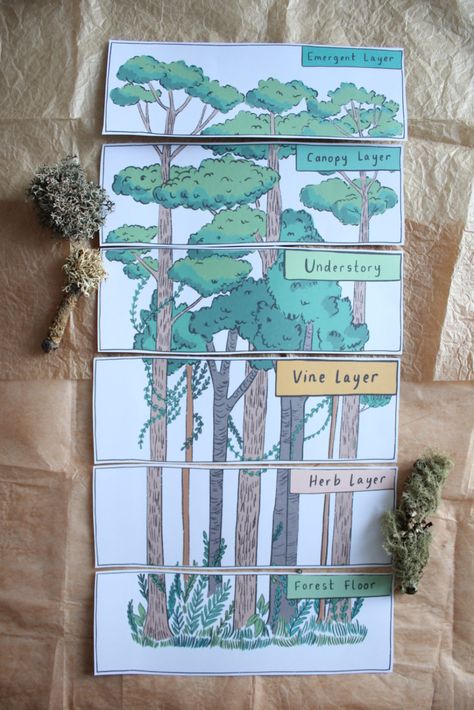 Layers Of The Forest Activity, Forest Layers, Forest Biome Project, Layers Of The Rainforest Free Printable, Forest Projects For Kids, In The Forest, Wetland Biome, Biomes Project, Types Of Forests