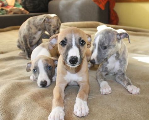 16 Reasons Whippets Are Not The Friendly Dogs Everyone Says They Are Whippet Dog Puppy, Whippet Puppy, Italian Greyhound Puppies, Greyhound Puppy, Whippet Puppies, Friendly Dogs, Sight Hounds, Whippet Dog, Italian Greyhound