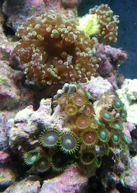 Bi color frogspawn coral (top) multi- color zoa's (bottom) Frogspawn Coral, Coral Top, Multi Color, Coral, I Hope, Color