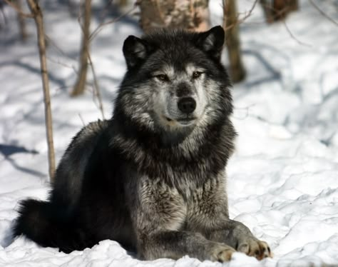 Alpha Male looking over Pack Wolf Husky, Winter Wolves, Wolf Tattoo Design, Wolf Photos, Forest Adventure, Wolf Love, Wolf Pictures, Beautiful Wolves, Wolf Spirit