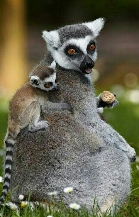 Baby Backpack ~ Female Ring-Tailed Lemur with baby. Ring Tailed Lemur, Baby Backpack, Mom Baby, Baby Animals Funny, Wildlife Animals, Primates, Animals Of The World, Sweet Animals, Zoo Animals