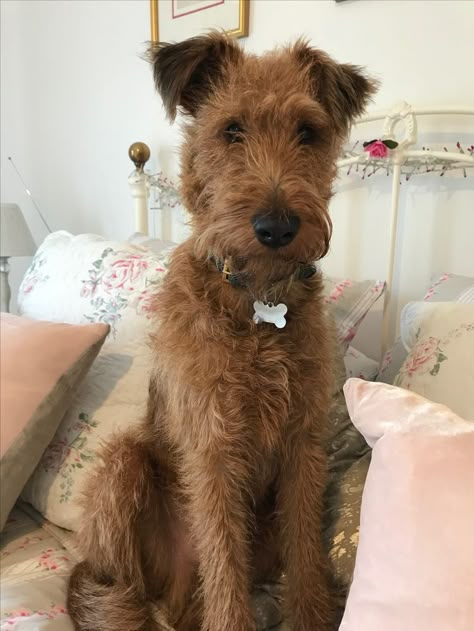 Black Saddle, Welsh Terrier, Irish Terrier, Tan Coat, Terrier Breeds, Wire Fox Terrier, Expressive Eyes, Pretty Dogs, Airedale Terrier