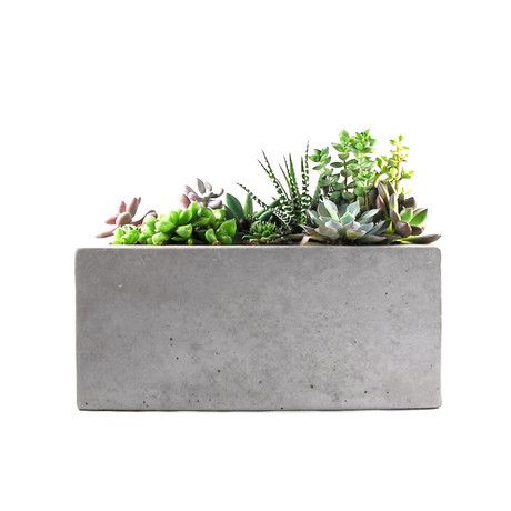 [Rectangular Concrete Planter] Concrete Planter Boxes, Tabletop Planter, Succulent Landscape Design, Concrete Tray, Succulent Landscaping, Concrete Products, Rectangular Planters, Concrete Planter, Cement Planters