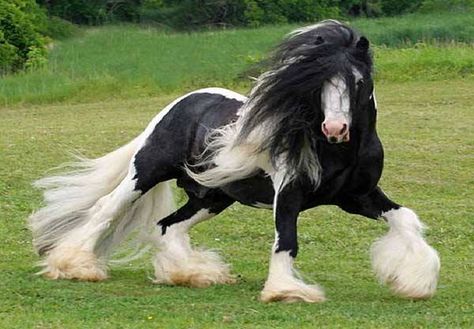 Mini Clydesdale Paint Horses, Horse Wallpaper, Most Beautiful Horses, Clydesdale, Draft Horses, Black Horse, Pretty Horses, Clint Eastwood, Horse Pictures