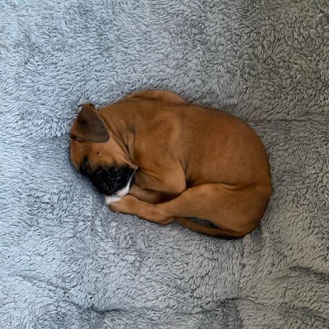 Douglas Dog, Boxer Dogs Facts, Boxer Dog Puppy, Boxer Breed, Cool Facts, Boxer Mom, Boxer And Baby, Dog Hotel, Boxer (dog)