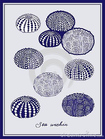 Underwater Graphic Design, Sea Urchin Tattoo, Sea Urchin Drawing, Mishima Ceramics, Sea Shell Illustration, Sea Urchins Art, Underwater Illustration, Geometry In Nature, Sea Urchin Shell