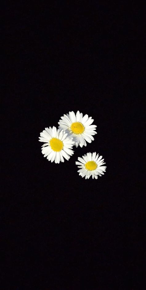 Flower Quotes Love, Unique Iphone Wallpaper, Buddha Artwork, Simple Wallpaper, Daisy Wallpaper, Black Background Wallpaper, Dark Flowers, Cute Wallpaper For Phone, Flower Quotes