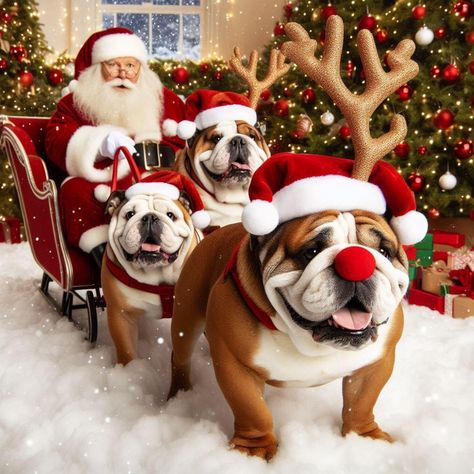 Christmas Morning Quotes, English Bulldog Art, Baby Bulldogs, Merry Christmas Dog, Cute Bulldog Puppies, Beautiful Butterfly Photography, Bulldog Breeds, Bulldog Pics, Bulldog Funny