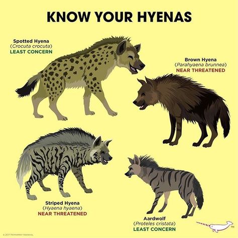 Know Your Hyenas Brown Hyena, Striped Hyena, Animals Information, African Wild Dog, Animal Anatomy, Animal Groups, Animal Reference, Extinct Animals, Tattoos Women