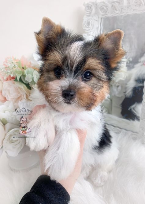 parti-yorkie-227-a Yorkie Teddy Bear Cut, Wire Fox Terrier Puppies, Micro Teacup Yorkie, Parti Yorkie, Toy Yorkshire Terrier, Fox Terrier Puppy, Teacup Yorkie For Sale, Teacup Yorkies, Yorkie Haircuts