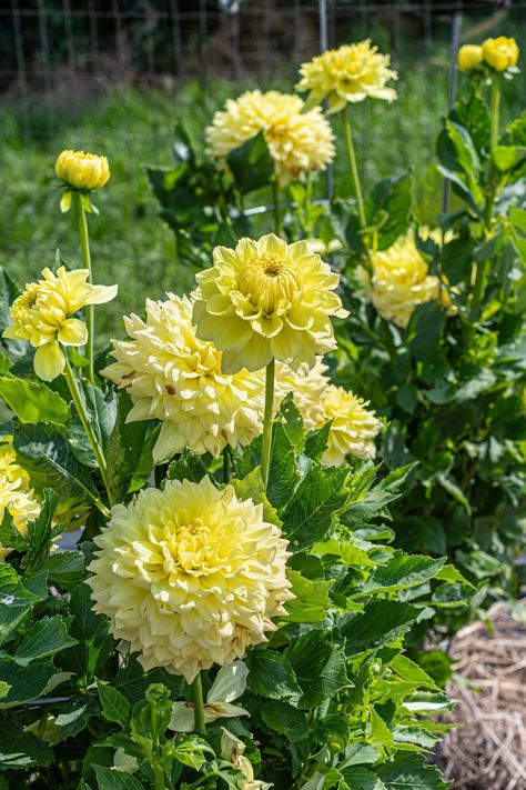 Dahlias, photo by John Grotz. Green Dahlia, Flower Green, Dahlia Flower, Dahlia, Flowers, Green, Quick Saves