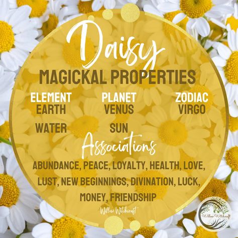 Daisy Magical Properties, Herbal Witch, Wicca Recipes, Kitchen Witch Recipes, Witch Rituals, Magickal Herbs, Kitchen Witchery, Magic Herbs, Magical Herbs