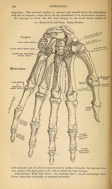 Old Medical Diagrams, Anatomy Diagrams Aesthetic, Vintage Medical Posters, Medical Anatomy Art, Medical Posters Aesthetic, Anatomy Drawing Medical Organs, Aesthetic Anatomy Art, Anatomical Drawings Medical, Medical Diagrams