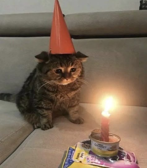 Silly Happy Birthday, Goofy Cats, Funny Looking Cats, Silly Kitties, Cats Pictures, Silly Cats Pictures, Mia 3, Cute Cats Photos, Cat Meme