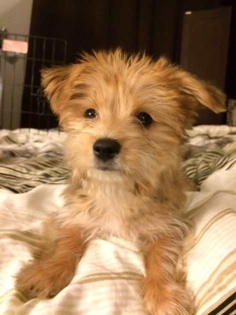 Golden Retriever Mixes: 20 Great Crossbreeds You’ll Love Best Small Dog Breeds, Border Terrier Puppy, Best Small Dogs, Puppy Ideas, Terrier Rescue, Yorkie Mix, Golden Retriever Mix, Cutest Puppies, Terrier Breeds