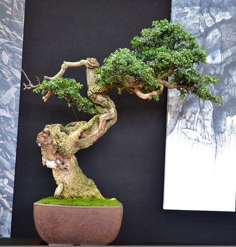 More Great Boxwood Bonsai | Bonsai Bark Buxus Microphylla, Boxwood Bonsai, Bougainvillea Bonsai, Buxus Sempervirens, Bonsai Tree Types, Stone Lantern, Pergola Lighting, Bonsai Art, Old Trees