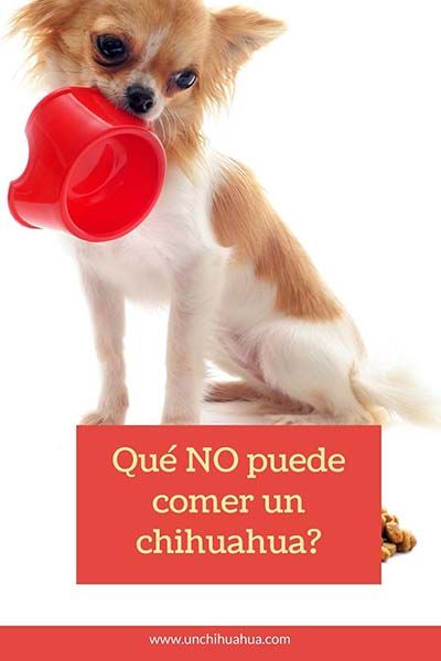 >> Qué NO puede comer un perro chihuahua ? - 🐾Un Chihuahua Chihuahua, Queen, Memes, Dogs