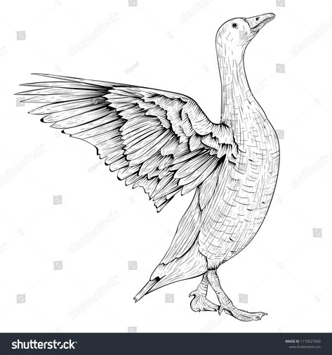 Goose sketch. Angry bird with lifted wings. Vector illustration isolated on white backgroundbird#lifted#Angry#Goose Humming Bird Sketch, Goose Sketch, Easy Whimsical Drawing Ideas, Whimsical Drawing Ideas, Eagle Coloring Pages, Cute Eagle, Goose Drawing, Hummingbird Drawing, Sparrow Tattoo