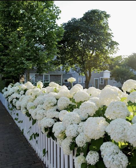 Annabelle Hydrangea, Nantucket Summer, Hydrangea Varieties, White Hydrangeas, Nothing But Flowers, Dream House Plans, Dream Garden, Nantucket, Summer House