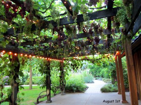 Grape Vine Pergola Patio, Front Yard Grape Vineyard, Pergola With Grape Vines, Grapes On Pergola, Grape Patio, Blackberry Arbor, Grape Vines In Backyard, Grape Arbor Ideas, Grape Vine Pergola