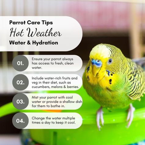 Keep your feathered friend happy and hydrated during hot weather with these essential parrot care tips. Stay cool and healthy! 🦜💧  #parrotessentials #parrots #petparrot #parrotlife #parrotfacts #parrottips #parrotcaretip #parrotlove #petbird Parakeet Care Tips, Bird Buddy, Parakeet Care, Parrot Care, Parrot Facts, Parrot Training, Conure Parrots, Bird Aviary, Bird Care