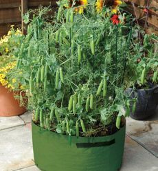 How To Grow Peas, Grow Peas, Growing Green Beans, Growing Peas, Tile Decor, Container Vegetables, Garden Veggies, Veg Garden, Home Vegetable Garden