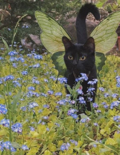 Cats Fairy, Animal Fairy Aesthetic, Fairy Things Aesthetic, Fairy Cat Aesthetic, Fairy Cats, Cats Cute Aesthetic, Aesthetic Pictures Cat, Animals Aesthetic Wallpaper, Aesthetic Animals Wallpaper