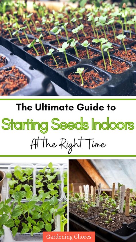 Unlock the secrets of successful seed starting by understanding when to start seeds indoors. Whether you're a novice or seasoned gardener, our guide has you covered. Click to learn more! When To Start Seeds Indoors In Zone 7, Seed Starting Chart, When To Start Seeds Indoors, Seed Starting Calendar, When To Start Seeds, Start Seeds Indoors, Cold Frames, Starting Seeds, Gardening Zones