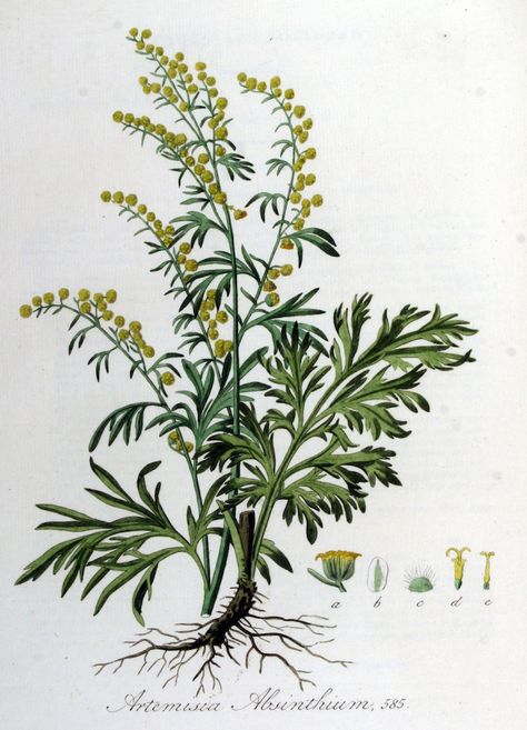 Wormwood, Absinthe - Artemisia absinthium -  Medicinally Wormwood has been used to make a bitter tonic to stimulate appetite and improve digestion - circa 1885 www.swallowtailgardenseeds.com/herbs/wormwood.html#gsc.tab=0 Wormwood Plant, African Herbs, Artemisia Absinthium, Plant Drawing, Absinthe, Plant Illustration, Botanical Drawings, Medicinal Herbs, Medicinal Plants