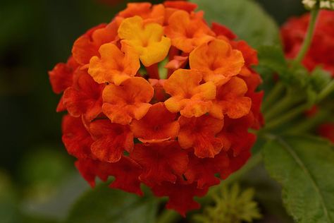 Lantant 'Lucky Red' Lantana Flower, Garden Shelf, Lantana Plant, Lantana Camara, Garden Shelves, Deer Resistant Plants, Red Plants, Garden Lanterns, Summer Plants