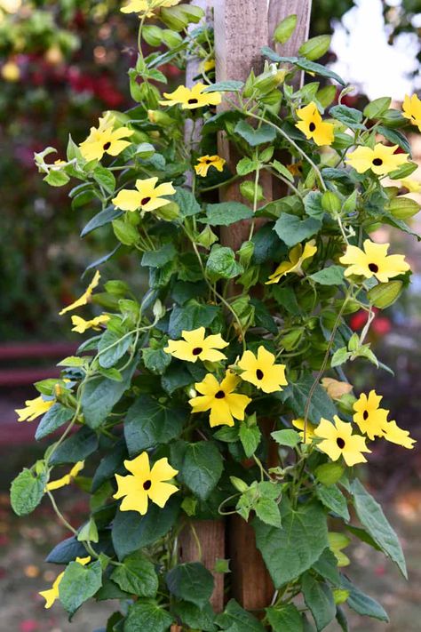 Climbing Plants Fast Growing, Flowering Shrubs For Shade, Climbing Flowering Vines, Indoor Climbing Plants, Summer Vine, Shade Shrubs, Hummingbird Plants, Climbing Flowers, Climbing Hydrangea