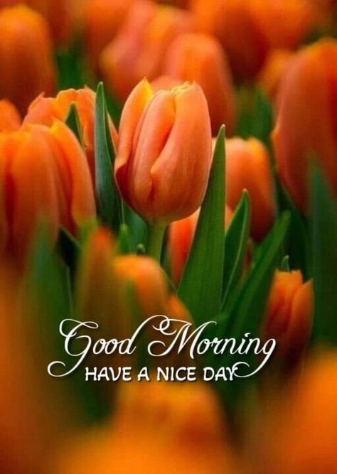 Happy Monday Images, Monday Greetings, Happy Monday Morning, Good Morning Wednesday, Good Morning Happy Monday, Good Morning Flowers Quotes, Good Morning Roses, Good Morning Beautiful Flowers, Good Morning Images Hd