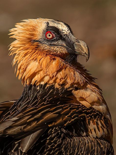 Bearded Vulture, Raptors Bird, Petit Tattoo, Vulture Culture, Animal Study, Pretty Animals, Animal Species, Silly Animals, Exotic Birds