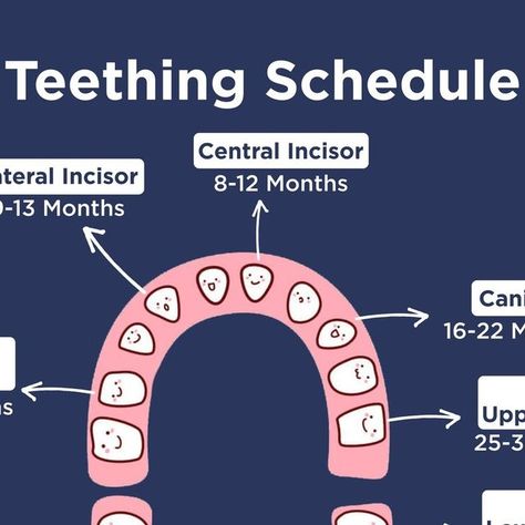 Happiest Baby, makers of SNOO on Instagram: "We love a gummy grin but Baby’s first tooth is a milestone parents look forward to 🦷 Save this post to keep handy for a timeline on when to expect those tiny teeth to make their debut. And don't forget to click the 🔗 in bio for all you need to know about your baby’s teething journey." Teething Timeline, Baby Teeth Chart, Teething Chart, Teething Signs, Teething Symptoms, Baby Gums, Baby Teething, Do Baby, Healthy Eating For Kids