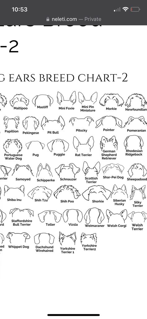 Morkie Ear Tattoo, Mini Tattoos Dog Memorial, Dog Micro Tattoo, Fine Line Tattoo Minimalist Dog, Shitzu Ears Tattoo, Dog Memorial Tattoos Shih Tzu, Schnauzer Tattoo Silhouettes, Puppy Ears Tattoo, Goldendoodle Ears Tattoo