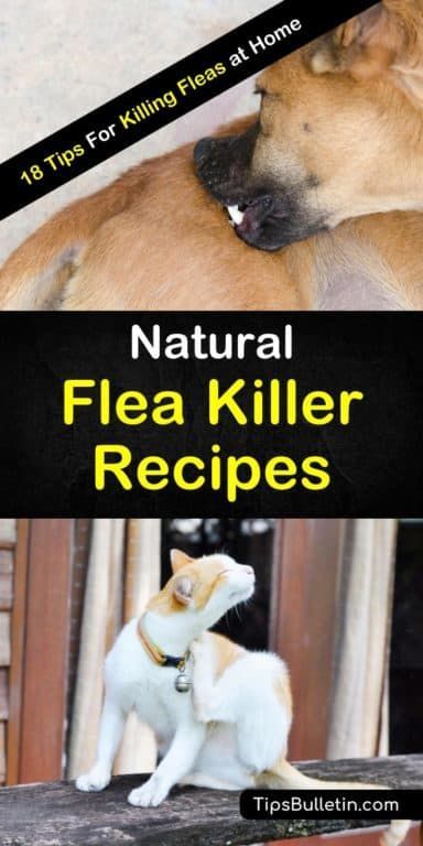 Diy Flea Killer, Natural Flea Killer, Homemade Flea Spray, Get Rid Of Fleas, Killing Fleas, Flea Remedies, Flea Repellent, Flea And Tick Spray, Dog Gadgets