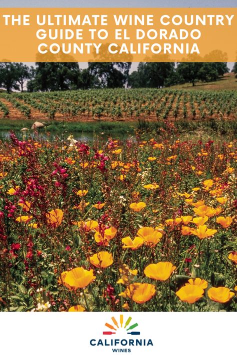 El Dorado County, California has 2,000 acres of vines and over 50 wineries, but what makes the wines unique is the terroir. Vineyards are planted high on the western edge of the Sierra foothills. That means cooler temperatures, massive diurnal shifts, grapes with zesty acidity and layers of complex flavors — think fresh, lively whites and bold, balanced reds.
#californiawines #visitcalifornia #travel #eldoradocounty Wine Country Travel, Wine Country California, Wine Food Pairing, Visit California, California Wine, Wine Tour, Wine Region, Wine Country, Amazing Destinations