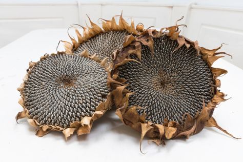 Mammoth Sunflower Growing Sunflowers From Seed, Container Gardening Fruit, Sunflower Heads, Living Room Plants Decor, Mammoth Sunflower, Dried Sunflowers, Sunflower Head, Growing Sunflowers, Halloween Tablescape