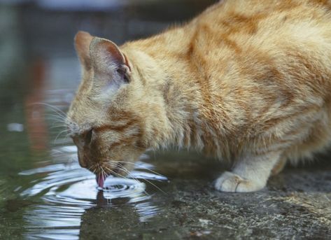 Intestinal Parasite (Cryptosporidium) in Cats Cat Drinking Water, Cat Races, Desert Animals, Cat Info, Cat Stock, Water Drawing, Senior Cat, Cat Drinking, Stray Cat