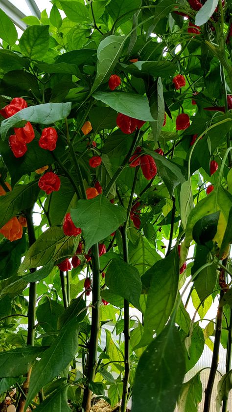 Carolina Reaper ready for final harvest Carolina Reaper, Abstract Tree Painting, Pepper Plants, Ready For, Abstract Tree, Home Flowers, Garden Diy, Secret Obsession, Stuffed Hot Peppers