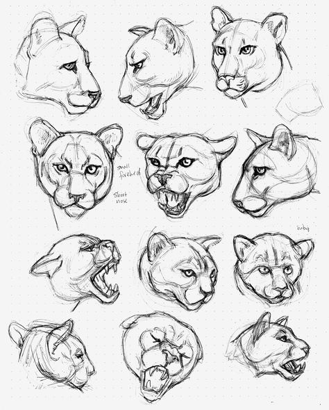 Big cat head studies done in ink - Gary Geraths Cat Eyes Drawing, Cat Face Drawing, Big The Cat, Big Cats Drawing, Animal Drawings Sketches, Cats Art Drawing, Cat Anatomy, Drawing Cartoon Faces, Drawing Heads