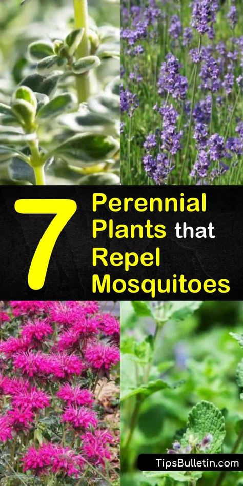 Keep mosquitoes away and make your garden beautiful! Our guide to perennial plants that repel mosquitoes will show you how to choose and plant the best perennials for keeping mosquitoes away from your garden and house. #perennials #diybugrepellent #bugrepellent #mosquitoes Plants To Get Rid Of Mosquitos, Best Plants For Mosquito Repellent, Mosquito Repelling Plants Perennial, Plants That Deter Mosquitos, Homestead Hacks, Plants That Repel Flies, Plants That Repel Mosquitoes, Insect Repellent Plants, Plants That Repel Bugs