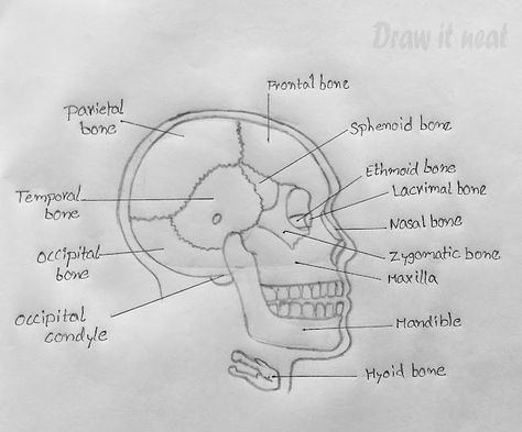 DRAW IT NEAT : How to draw Skull diagram - CBSE, NCERT Drawing Biology, Skull Diagram, Draw Skull, Biology Drawing, Neet Notes, Biology Diagrams, Science Diagrams, Medical Drawings, Body Bones